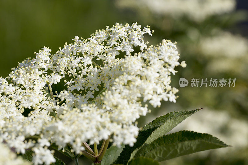 普通接骨木(sambuus nigra)开花